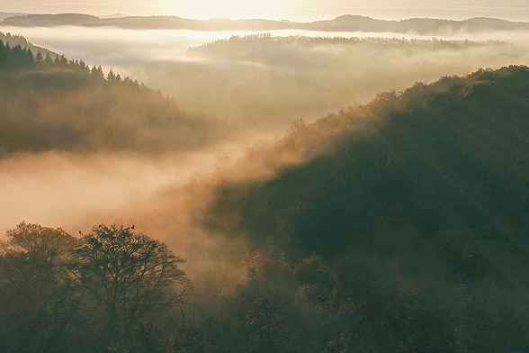 Forest with clouds