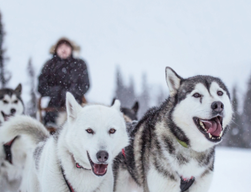 Chris driving a husky sled